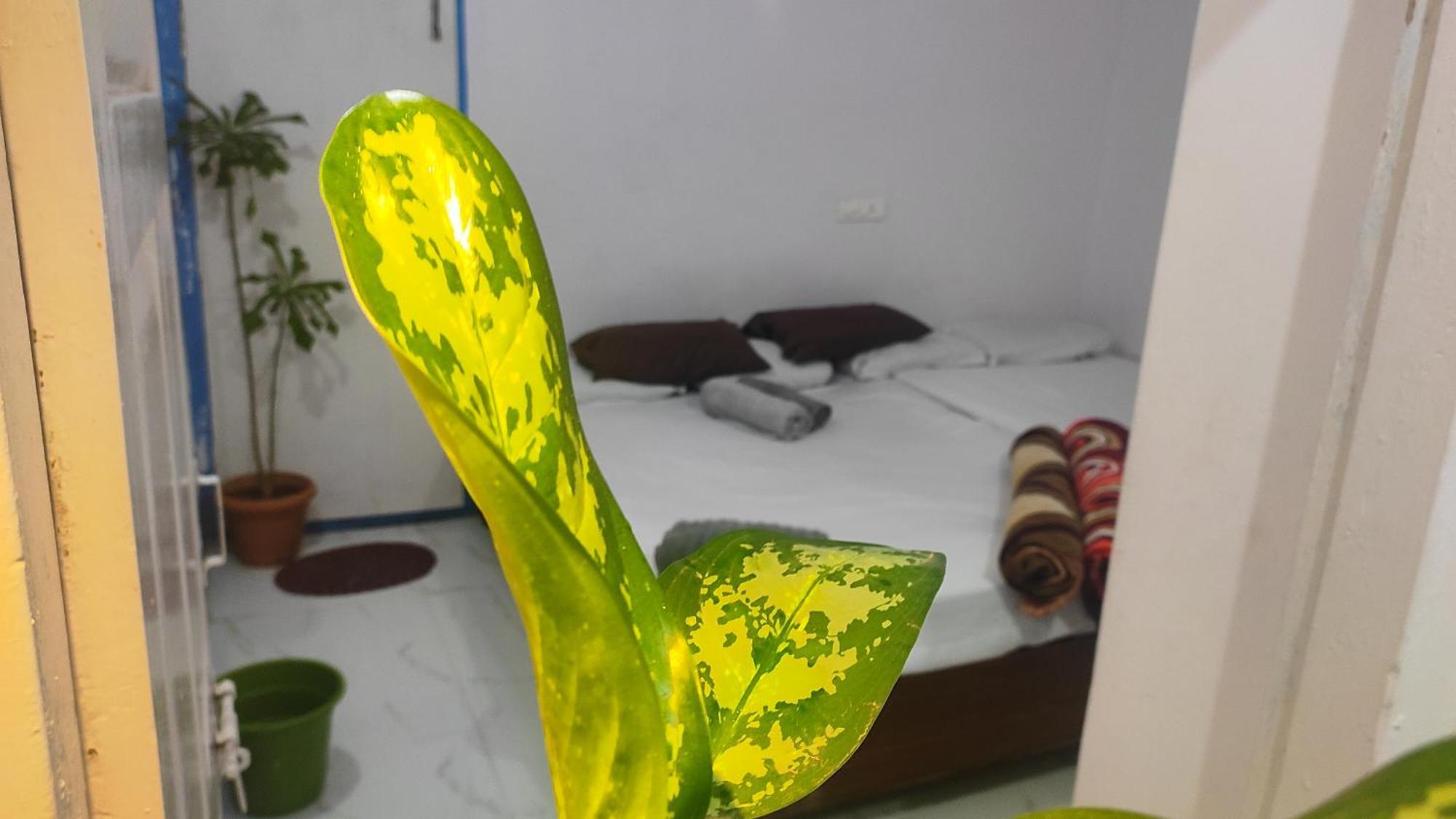 Narasimharaja Puram Adh Amilia Gardens酒店 外观 照片